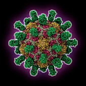 Poliovirus 135S particle, molecular model
