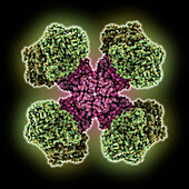 Acetohydroxyacid synthase, molecular model