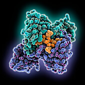 CRISPR-associated transcription factor, molecular model