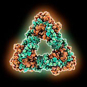 Type III toxin-antitoxin complex, molecular model