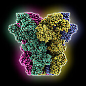 Human TRPM2 channel, molecular model