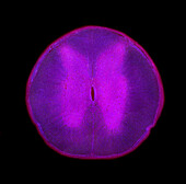 Spinal cord, light micrograph