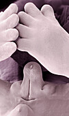 Human foetal genitalia, SEM