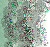Archaeal surface filaments, illustration