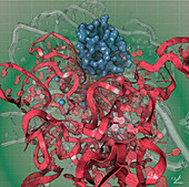 Ribonuclease P, illustration