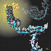 Nascent protein folding complex, illustration