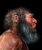 Homo longi male, illustration