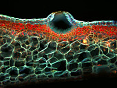 Thalloid liverwort, light micrograph