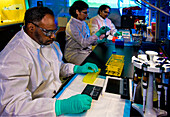 Scientists preparing bacteria samples using electrophoresis