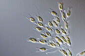 Dinobryon sp. algae, light micrograph