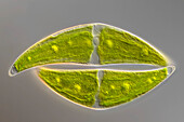 Closterium moniliferum, algae, light micrograph