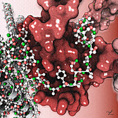 Nuclear exosome targeting complex, illustration