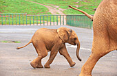 Elephants inside a wildlife enclosure