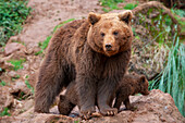 Female European brown bear and cubs