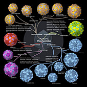 Picornaviridae viruses, illustration