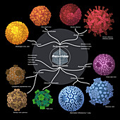 Reoviridae viruses, illustration