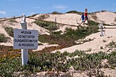 Dune restoration, Los Angeles, USA