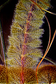 Batrachospermum algae and diatoms, light micrograph