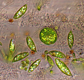 Microalgae settled on Lemna sp. root, light micrograph