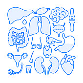 Human body organs, illustration