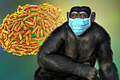 Monkeypox virus particle and masked chimpanzee, illustration