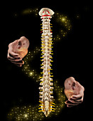 Osteopathy, conceptual image