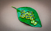 Natural pills on a leaf