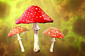 Fly agaric mushrooms, illustration