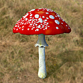 Fly agaric mushroom, illustration