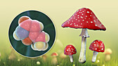 Fly agaric mushroom and muscimol toxin, illustration