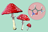 Fly agaric mushroom and muscimol toxin, illustration