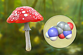 Fly agaric mushroom and muscimol toxin, illustration