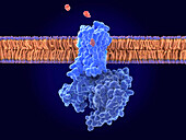 Morphine binding to mu-opioid receptor, illustration