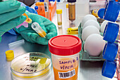 Testing eggs for bird flu, conceptual image