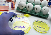 Petri dishes with bird flu samples