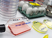 Petri dishes with bird flu samples