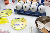 H5N8 avian influenza research