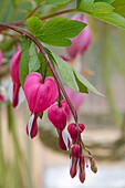Weeping heart (Dicentra Spectabilis), pink flowers on twigs, close-up