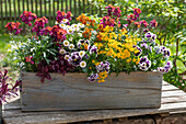 Blumenkasten mit Veilchen (Viola), Gänseblümchen (Bellis) und Schöteriche (Erysimum) auf der Terrasse