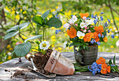 Blumenstrauß aus Garten-Stiefmütterchen (Viola wittrockiana), Vergissmeinnicht (Myosotis), Zierapfelblüten und Erdbeerpflanze zum einpflanzen