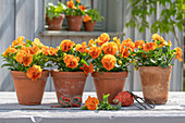 Blühende Garten-Stiefmütterchen (Viola wittrockiana) 'Cats orange' in Blumentöpfen
