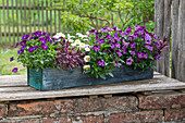 Blumenkasten mit Hornveilchen (Viola Cornuta) und Gänseblümchen (Bellis) auf Gartenmauer