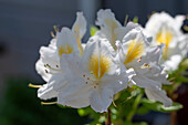 Gelbe Azalee,Schneegold, (Rhododendron luteum), Rhododendronblüte