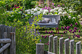 Flowerbeds with globe leek (Allium sphaerocephalon), perennial phlox (Phlox paniculata), scented nettle (Agastache) and bench behind garden fence