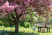 Blühender Zierapfelbaum (Malus) 'Paul Hauber' und Blumenbeete im Garten mit Gartentisch
