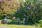 Blühender Fliederbusch (Syringa) und Zierapfel (Malus) 'Paul Hauber' im Garten mit Sitzecke