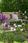 Tulpen (Tulipa) 'Marilyn' und Kugellauch (Allium) im Blumenbeet vor Gartenbank