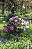 Blühender Rhododendron, Tulpen (Tulipa) 'Marilyn', und Frauenmantel (Alchemilla) im Blumenbeet