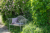 Gartenbank vor blühender Kletterrose (Rosa) und wildem Wein