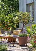 Zitronenbäumchen (Citrus) und Zitrusbäumchen Kumquats (Fortunella) in Pflanztöpfen auf der Terrasse
